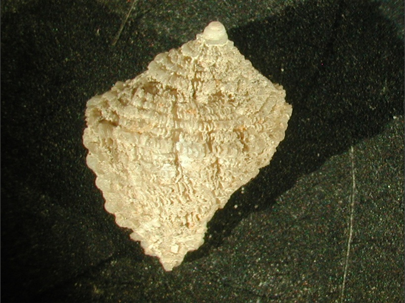 Coralliophila sp.